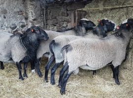 طرح پرورش گوسفند 