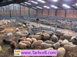 طرح توجیهی پرورش گوسفند پرواری ۱۰۰راسی  (word,pdf) ویرایش سال ۱۴۰۱